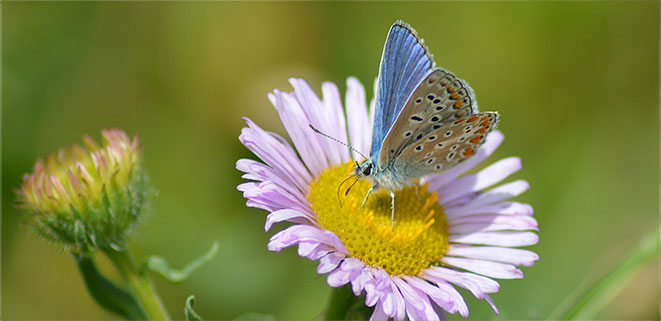 Gemeiner blauer Schmetterling
