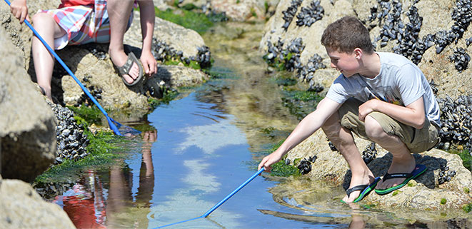 Rock Pooling