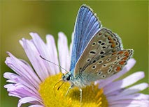 Blauer Schmetterling