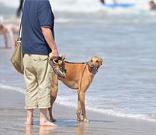 Dogs on the beach