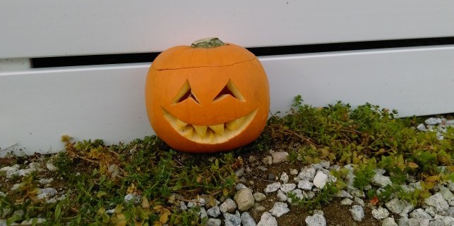 pumpkin 5