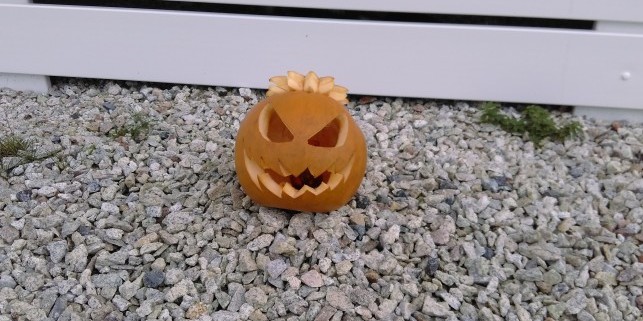 pumpkin 8