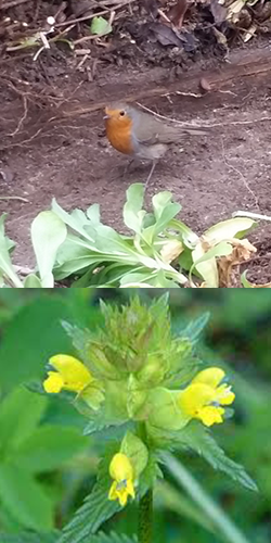 Robin and Yellow Rattle