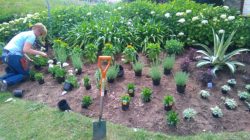 A picture of Gardener Alison planting up the entrance to Mother Ivey's Bay Holiday Park.