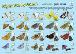 Butterfly Count Identiification Sheet