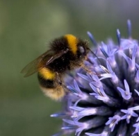 Picture of a bumblebee on a flower