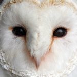 Barn Owl