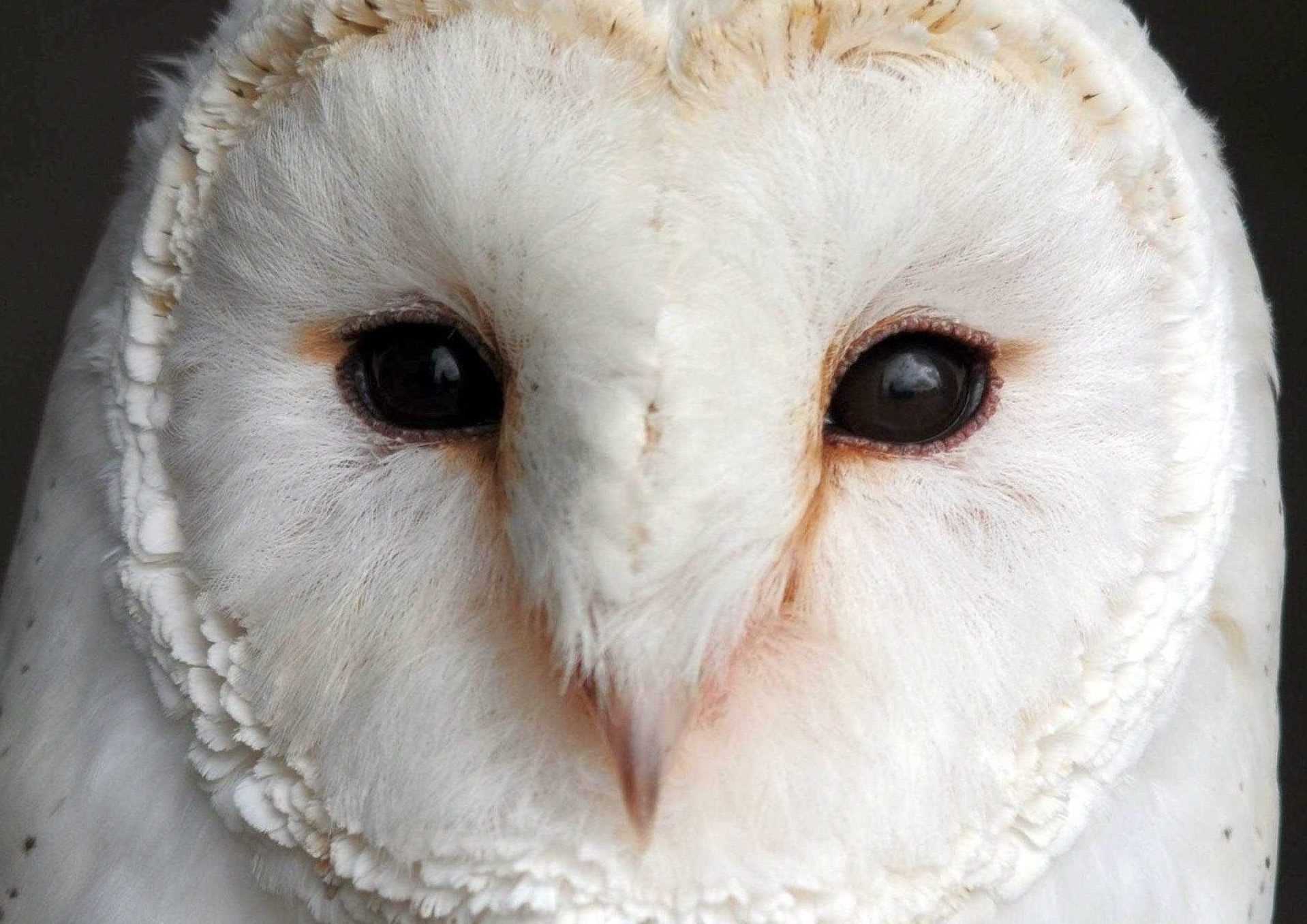 Barn Owl