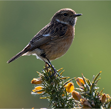 Stonechat