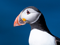 Puffin