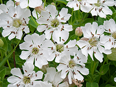 Sea Campion