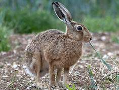 Hare