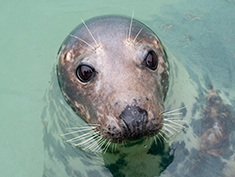 Grey Seal