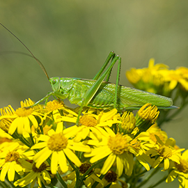 Great Green Bush Cricket