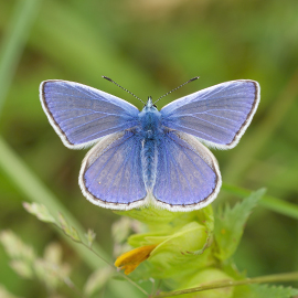 Common Blue