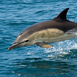 Common Dolphin