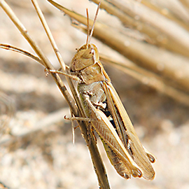 Common Field Grasshopper