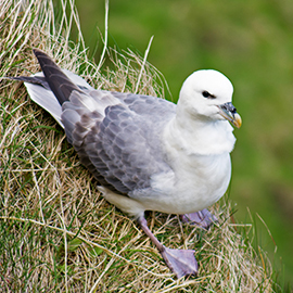 Fulmar