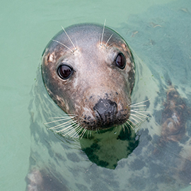 Grey Seal