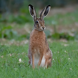 Brown Hare