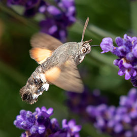 Humming Bird Hawk Moth