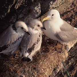 Kittiwake