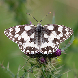 Marbled White