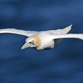 Northern Gannet