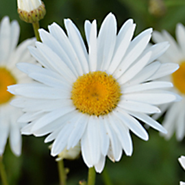 Oxeye Daisy