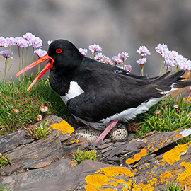 Oystercatcher