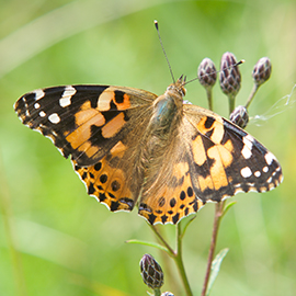 Painted Lady