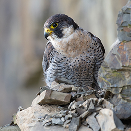 Peregrine Falcon