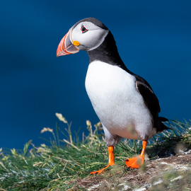 Puffin