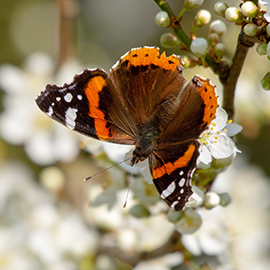 Red Admiral