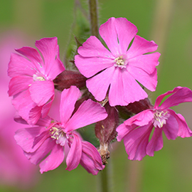 Red Campion