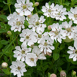 Sea Campion