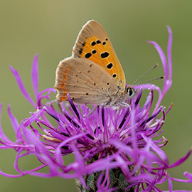 Small Copper