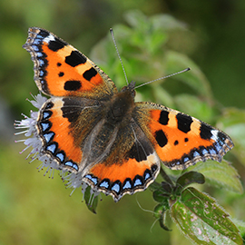 Tortoiseshell