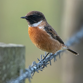 Stonechat