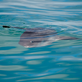 Sunfish