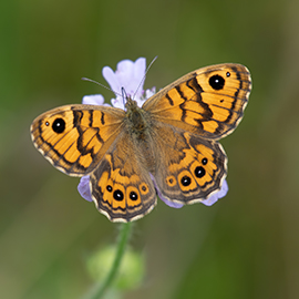 Wall Brown