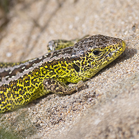 Sand Lizard