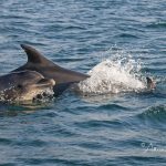 Bottlenose Dolphins