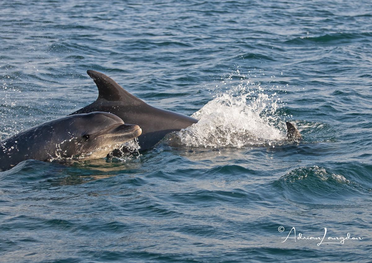 Bottlenose Dolphins