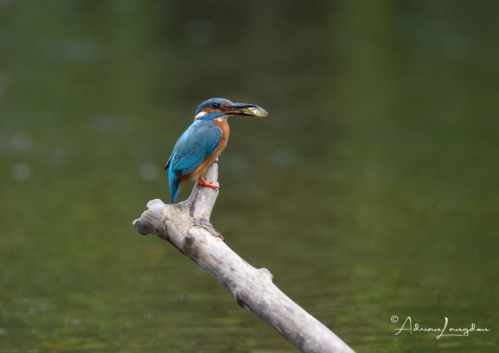 Kingfisher with a fsih