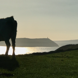 Tourism golden cow being milked into extinction